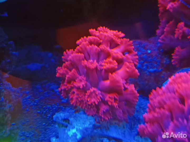 Эуфилия, Кауластрея, Гониопора