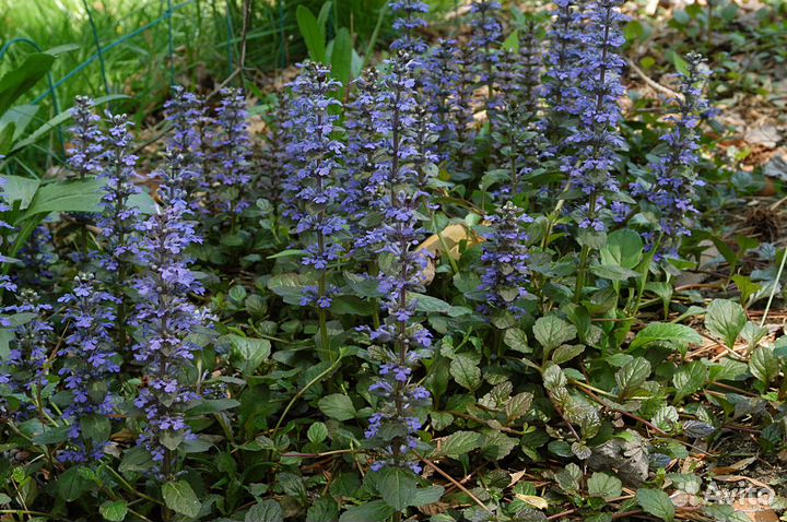 Камнеломка тенистая вариегатная, аюга, бадан