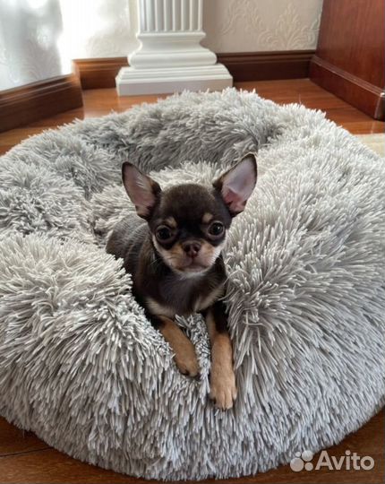 Чихуахуа мини мальчик