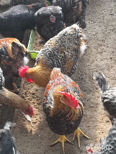 Цесари И петушки сибрайт 1.5 года