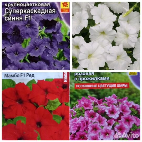 Колибрахоа. Петуния. Георгина Геллери. Земляника