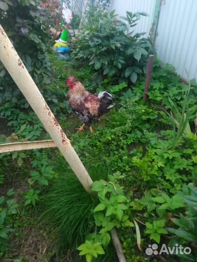 Продам петушка