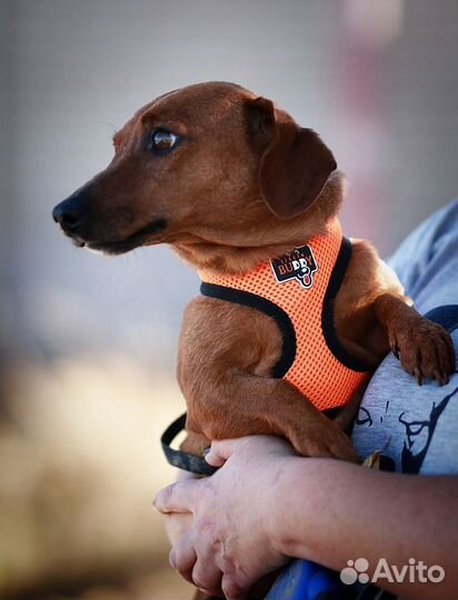 Выгул собак приюта