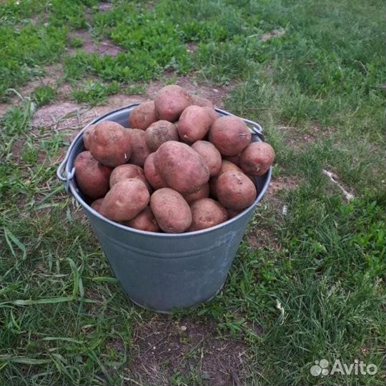 Продам картофель 500кг