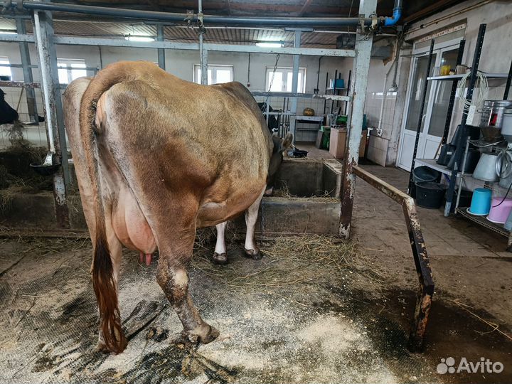 Продается стельная корова