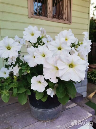 Семена петунии, либбелии