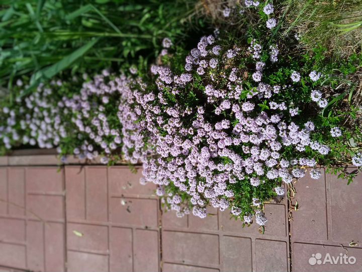 Саженцы садовых цветов