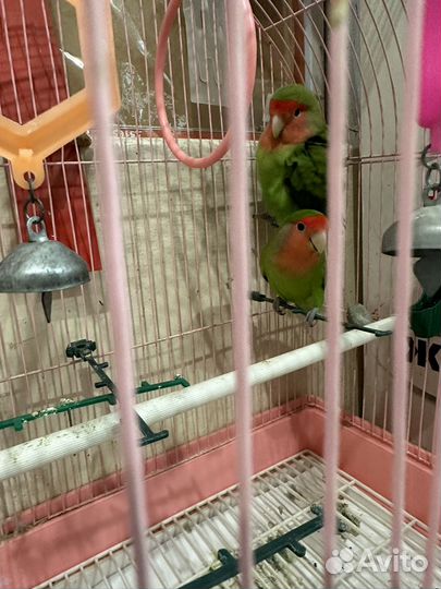 Попугаи неразлучники