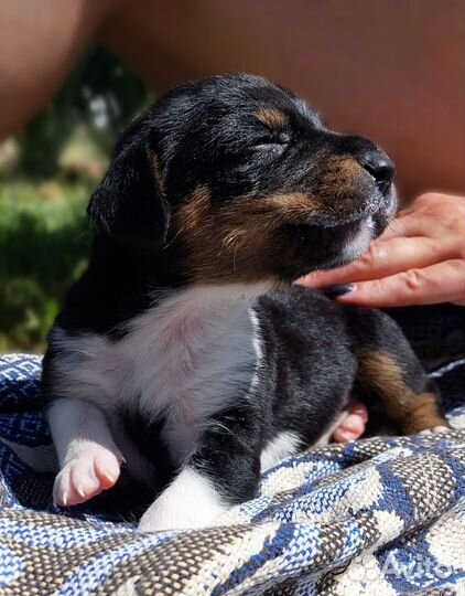 Щенок в добрые руки