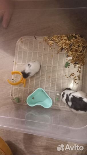 Джунгарский хомяк