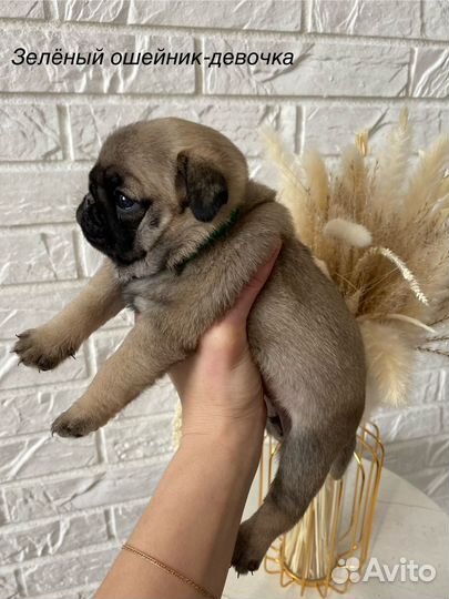 Щенки мопса