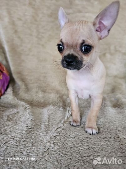 Щенки чихуахуа девочки