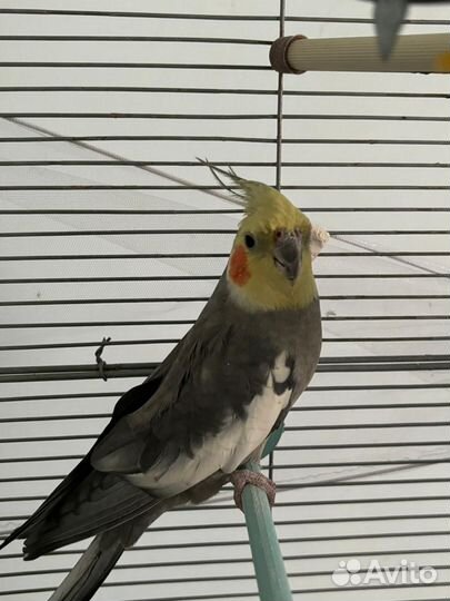 Попугай корелла мальчик