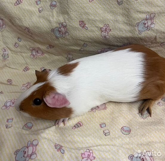 Морские свинки