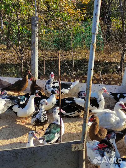 Индоутки тяжелой линии