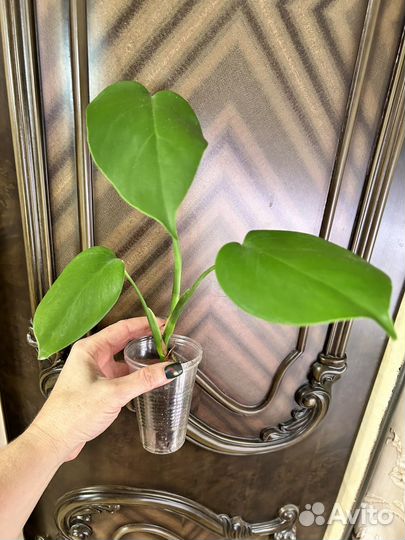 Монстеры разные (3 вида)