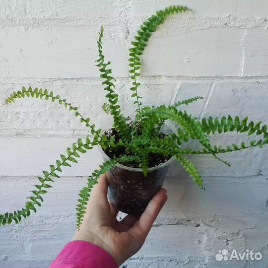 Папоротник Нефролепис