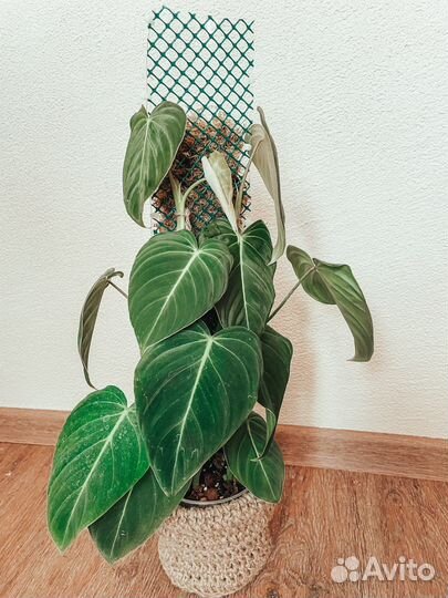 Тотем для растений