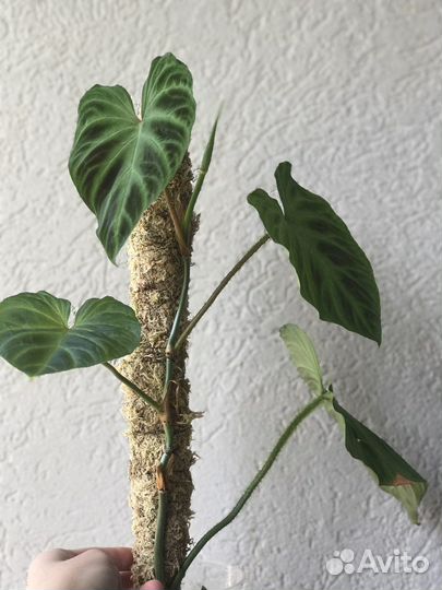 Филодендрон бородавчатый