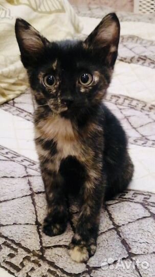 Котенок девочка черепашка