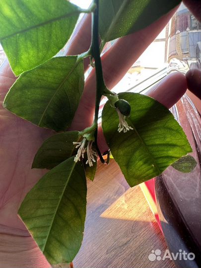 Саженцы мандарина