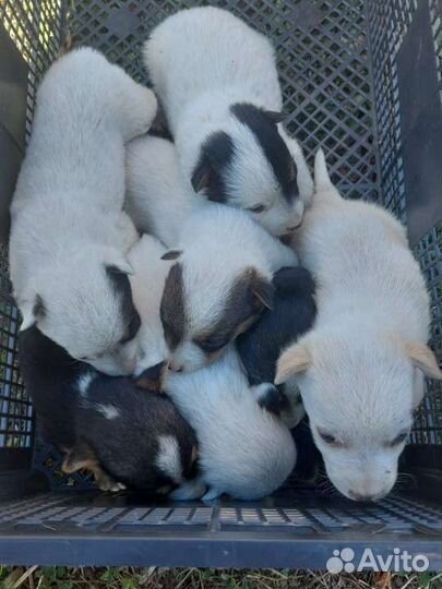 Щенки бесплатно смесь джек рассела и дворняги