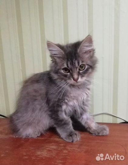 Котенок в добрые руки