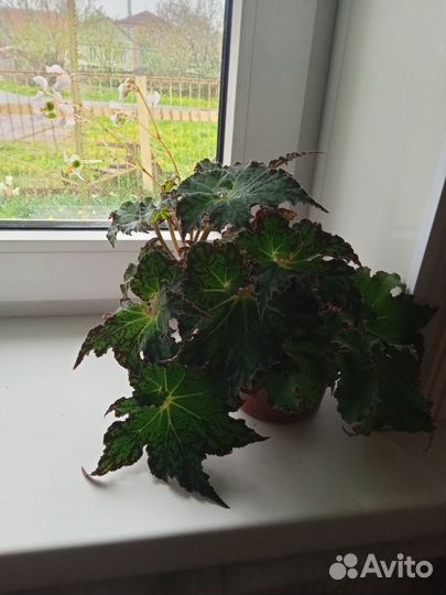 Бегония тигровая