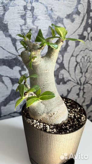 Крупный адениум арабикум