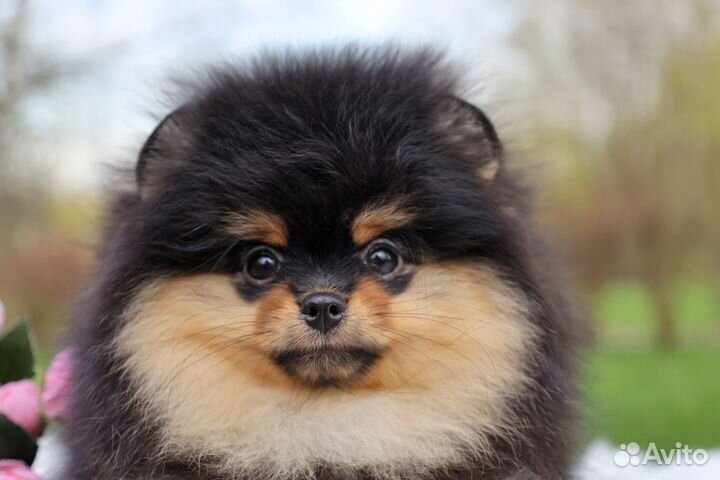 Померанский шпиц девочка