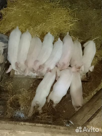 Поросенок ландрас плюс кб