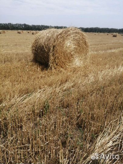 Солома с поля с погрузкой возможна доставка