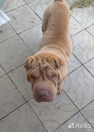 Шарпей девочка в добрые руки