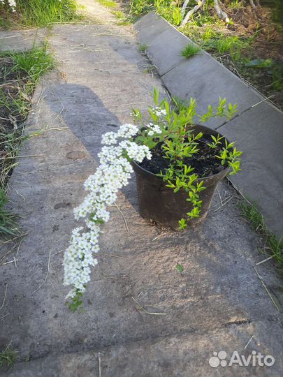 Спирея серая Грефшейм