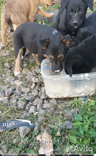 Щенки бесплатно