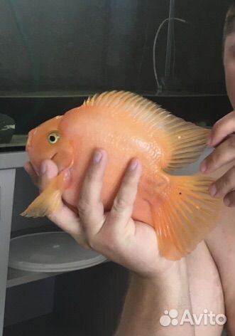 Рыба попугай