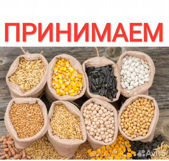 Ячмень яровой и пшеница