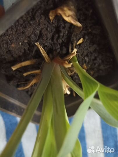 Хоста голубая