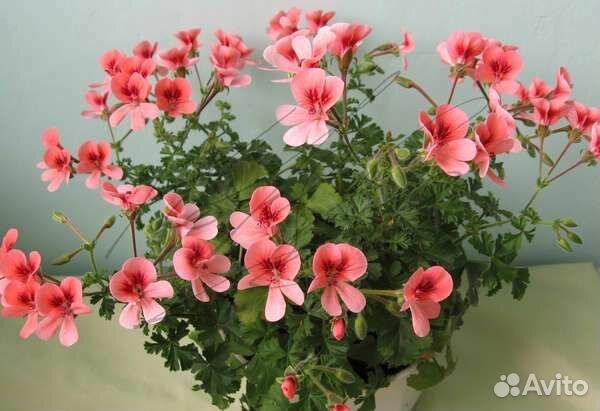 Пеларгония- ангел