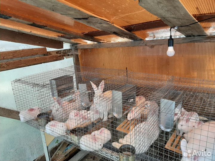 Кролики на племя: Белый паннон и др.есть 