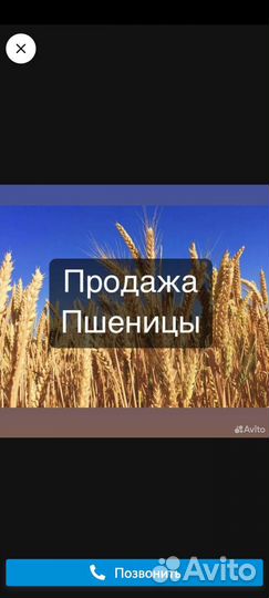 Продам пшеницу