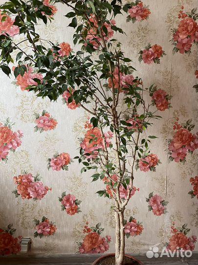 Комнатное растение фикус