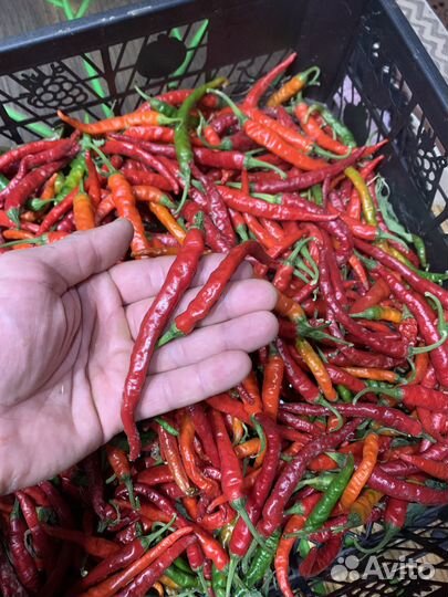 Перец острый «огонек»