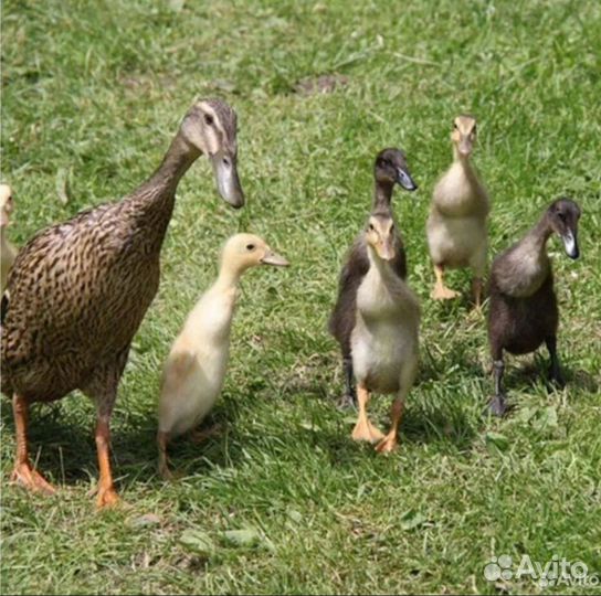 Утята Индийский бегунок