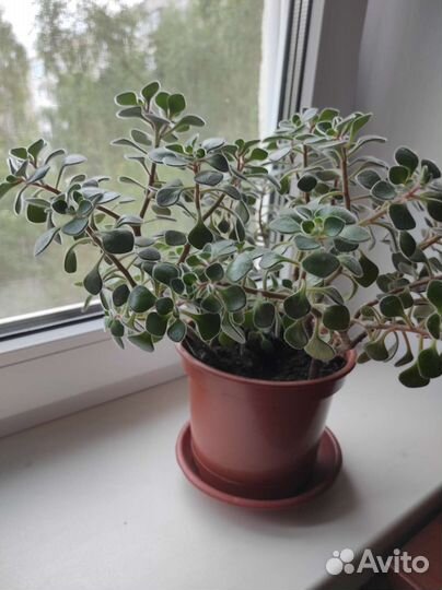 Отростки Аихризон