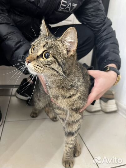 Кошка в дар