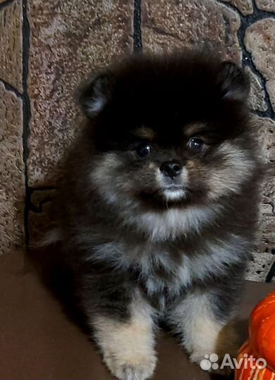 Шпице- мишки