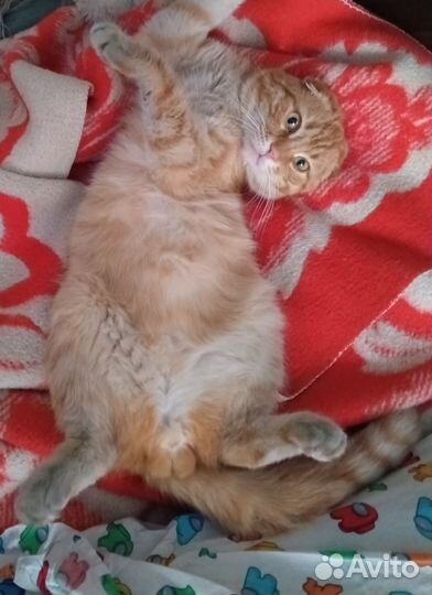 Кот