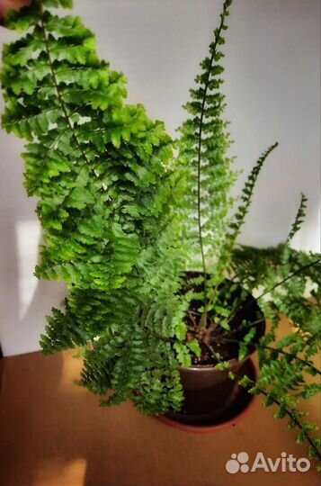 Папоротник Нефролепис кудрявый