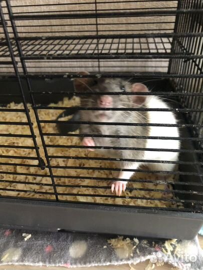 Крыса с клеткой